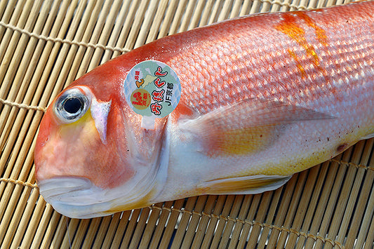 天然丹後グジしゃぶしゃぶセット