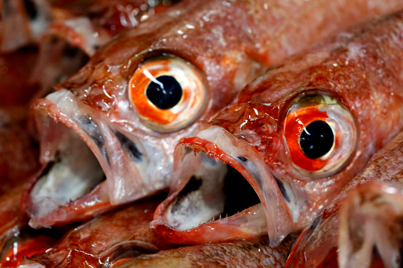 旨干しノドグロ【間人(たいざ)産】300g級