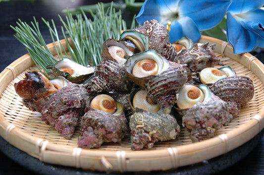 天然サザエ 京都・山陰産