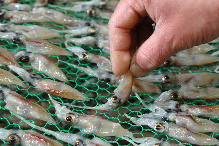 旨干しホタルイカ(80g)