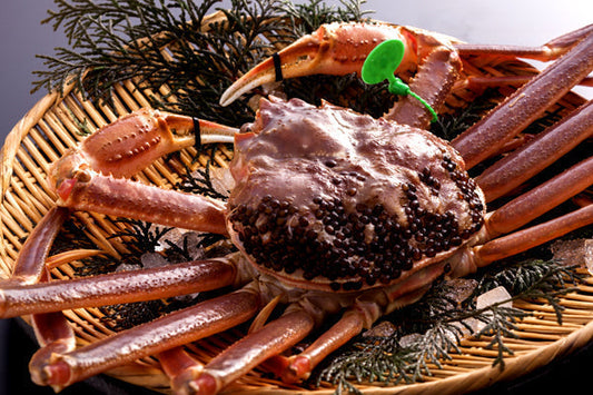 【ご贈答用】活け間人カニ/舞鶴カニ【2021年11月10日からお届け可能】