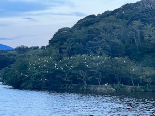 離れ湖の景色（鷺）