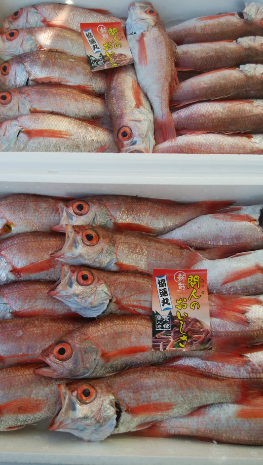 今季初入荷🐟