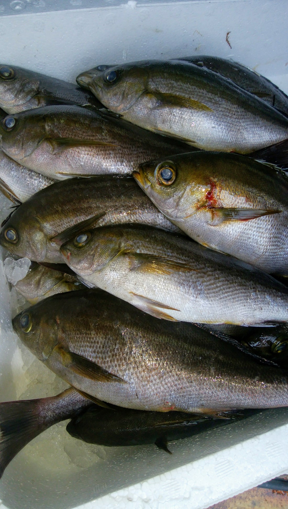 夏魚🐟イサキ