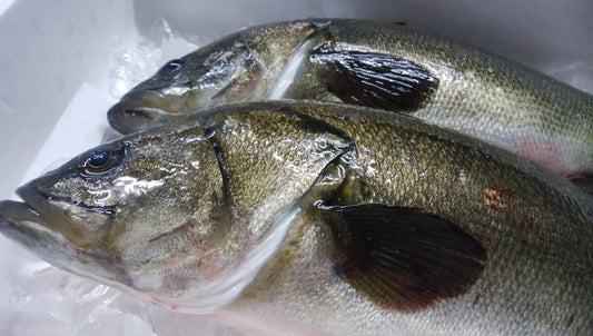 スズキ入荷しました🐟