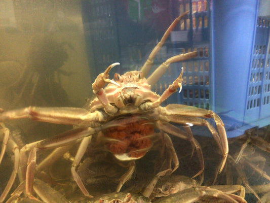 今日も元気に！🦀