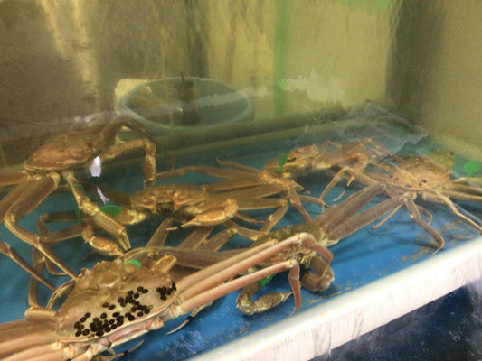 間人蟹たくさん