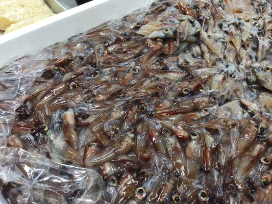 ホタルイカ入荷