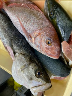 お魚ぞくぞく入荷　