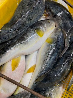 ふぐ🐟