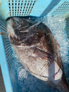 鯛🐟