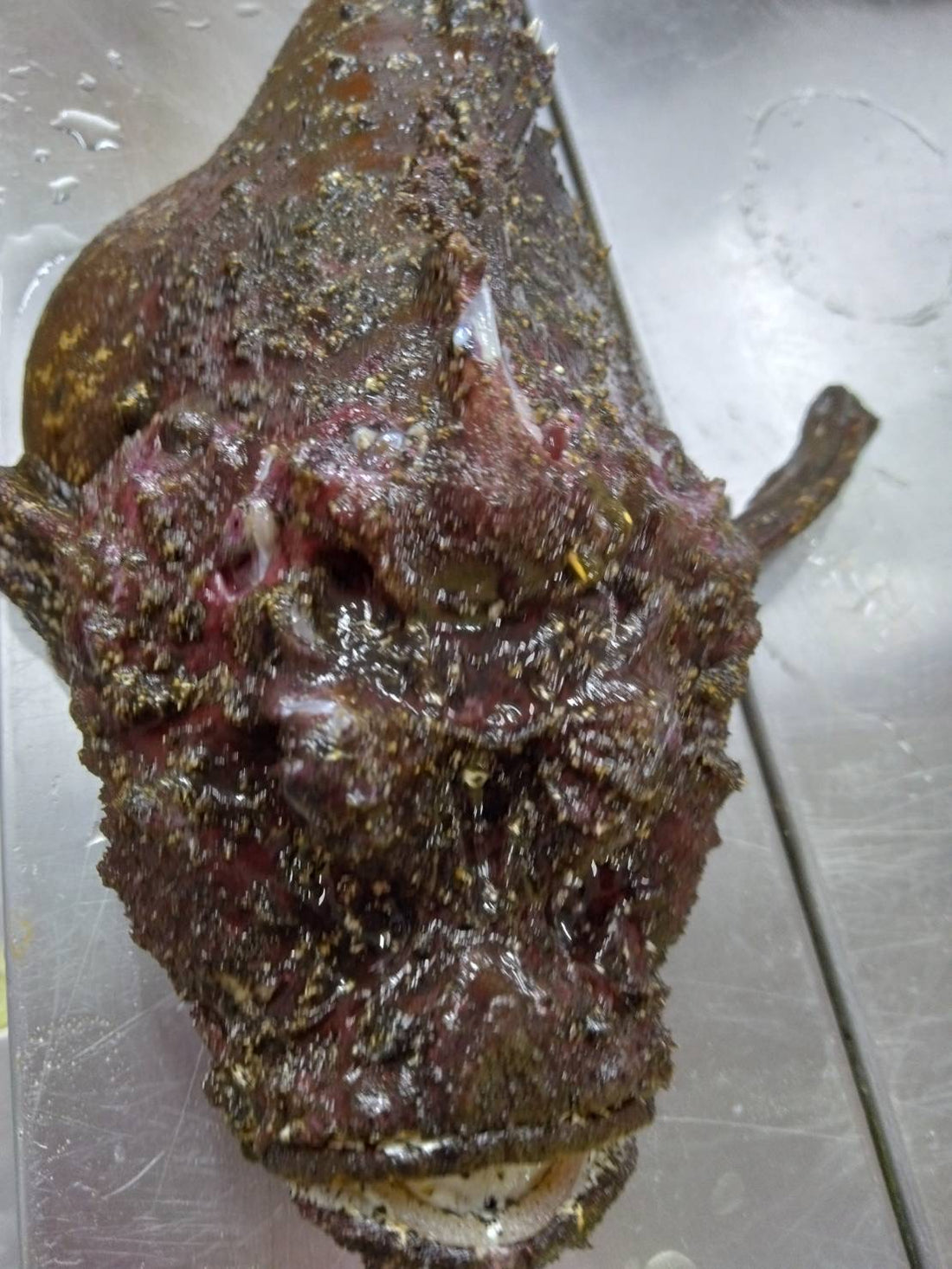 ある日のお魚🐟