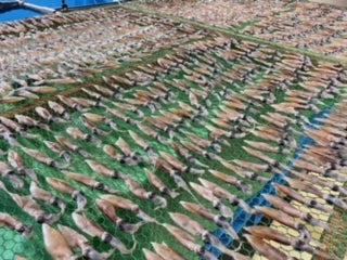 ホタルイカ干し