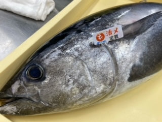 本マグロ🐟