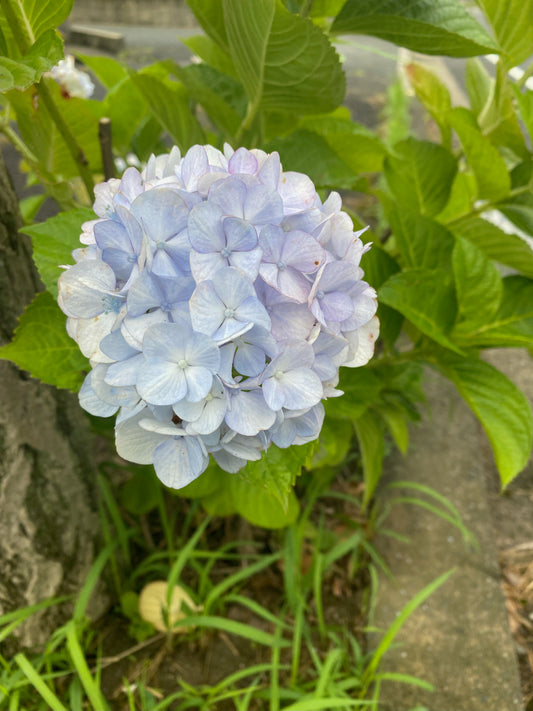 雨だ！