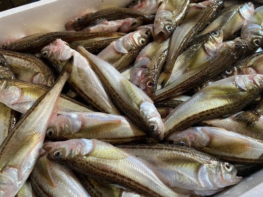 ハタハタ🐟