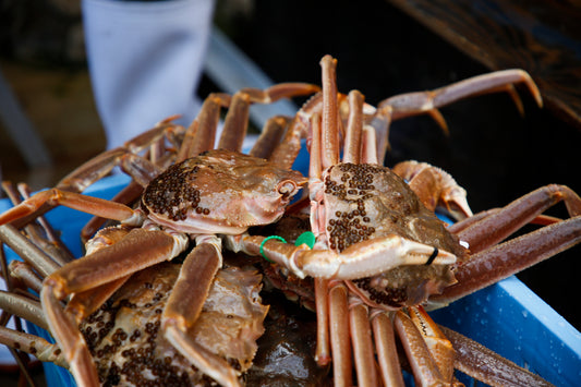 とろ箱松葉ガニセット 3人前