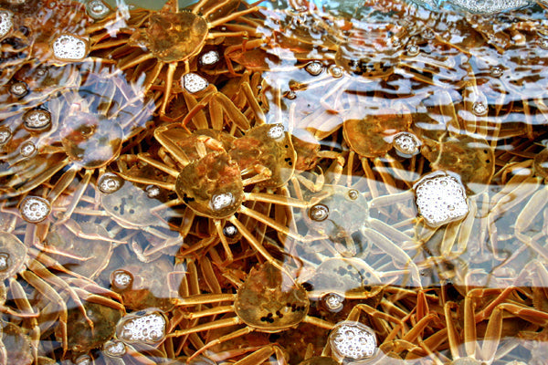 活けセコガニ【贈答用】