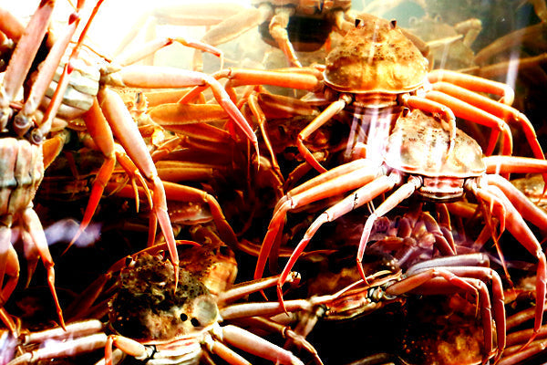 活けセコガニ【贈答用】